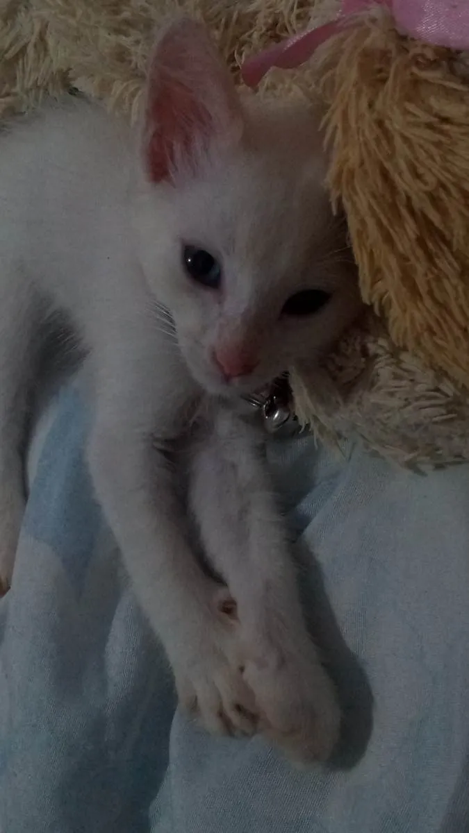 Gato ra a  idade 2 a 6 meses nome brisa