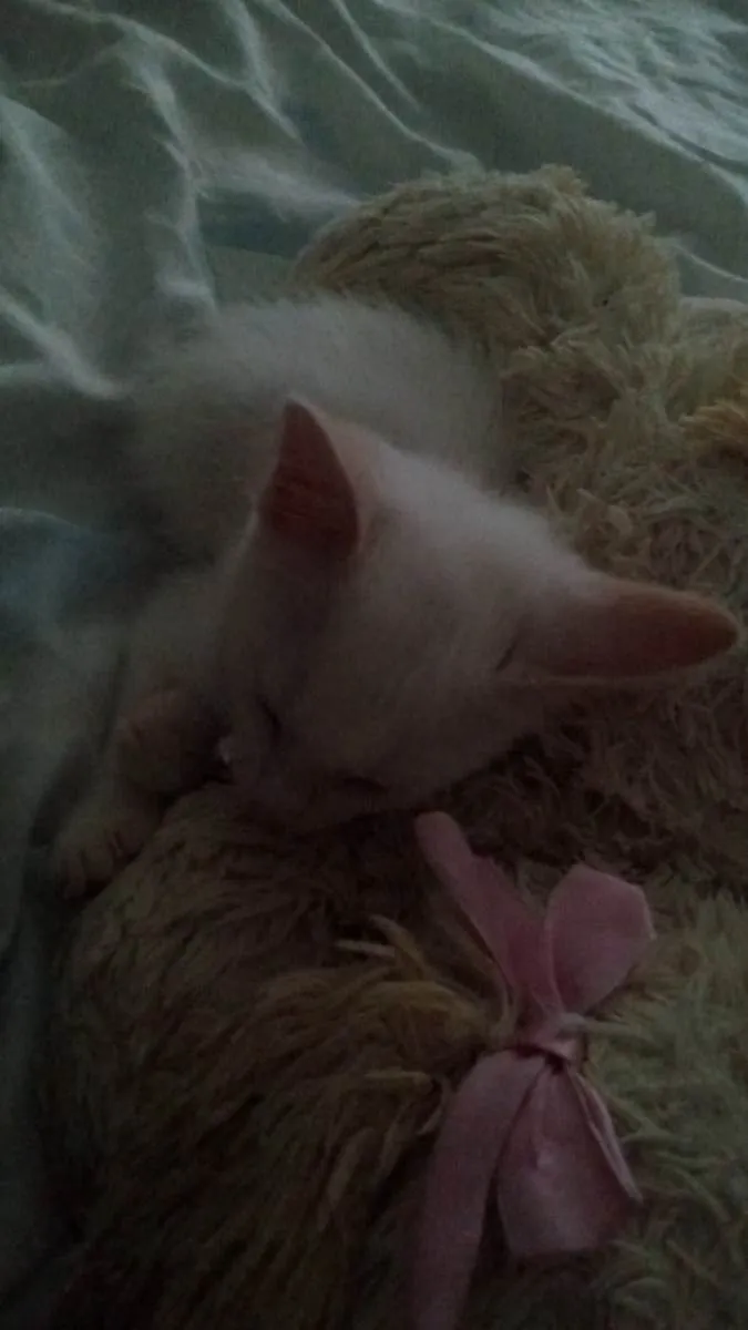 Gato ra a  idade 2 a 6 meses nome brisa