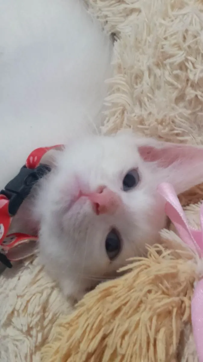 Gato ra a  idade 2 a 6 meses nome brisa