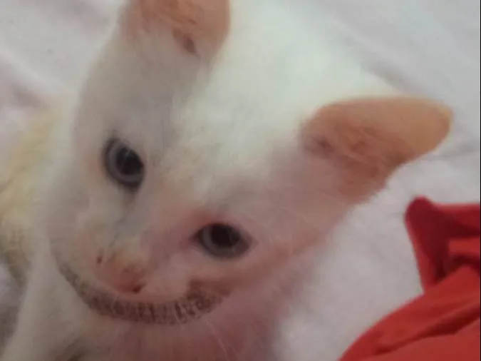 Gato ra a  idade 2 a 6 meses nome brisa