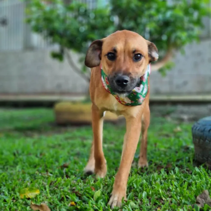 Cachorro ra a SRD idade 2 anos nome RUDÁ