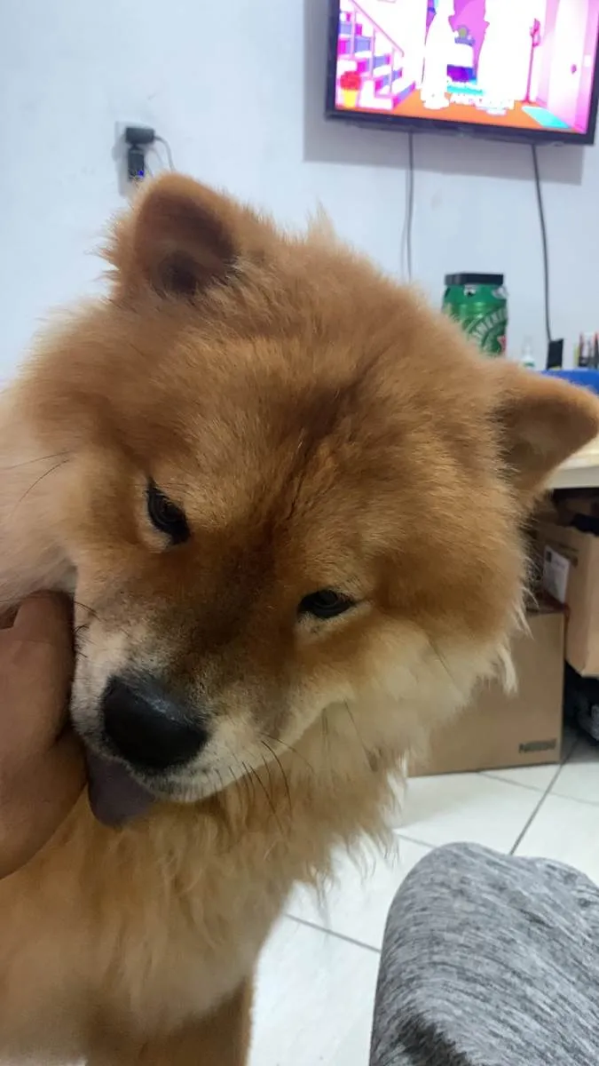 Cachorro ra a Chow Chow idade 1 ano nome Billy