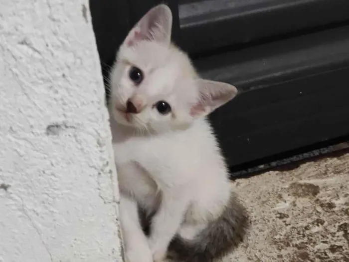 Gato ra a  idade Abaixo de 2 meses nome Um macho e Três fêmeas 