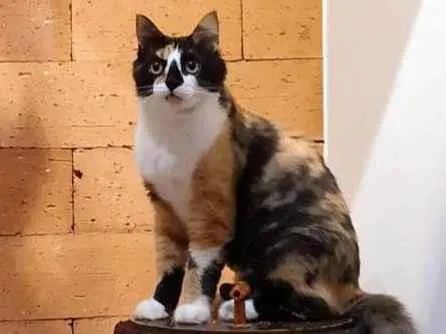 Gato ra a Angorá idade 2 anos nome Luna
