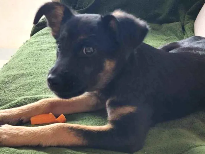 Cachorro ra a SRD-ViraLata idade 2 a 6 meses nome FIFI