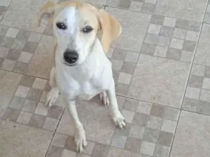 Cachorro raça Beagle com viralata idade 2 anos nome Luna