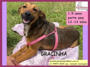 Cachorro raça SRD idade 1 ano nome Gracinha