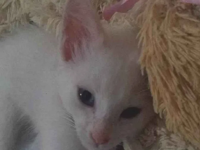 Gato ra a  idade 2 a 6 meses nome brisa