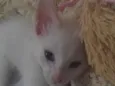 brisa
