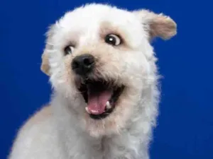 Cachorro raça Poodle idade 5 anos nome Rick