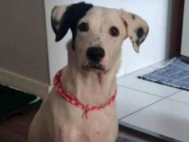 Cachorro ra a SRD-ViraLata idade 3 anos nome Ayla