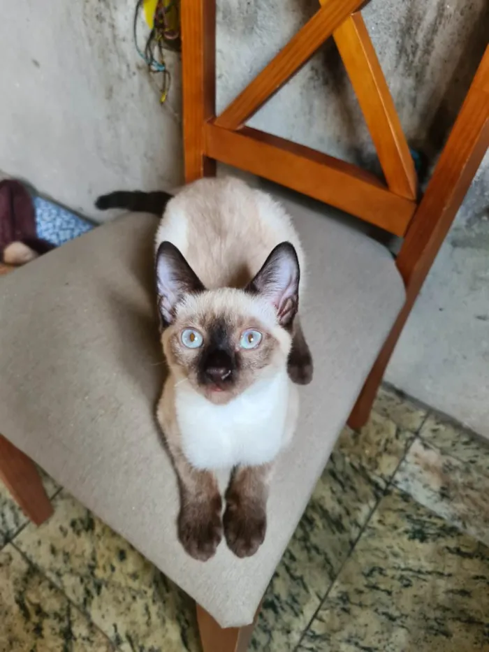Gato raça Srd idade 2 a 6 meses nome Hugo, Zé, Luiz, pretinhos e escaminhas