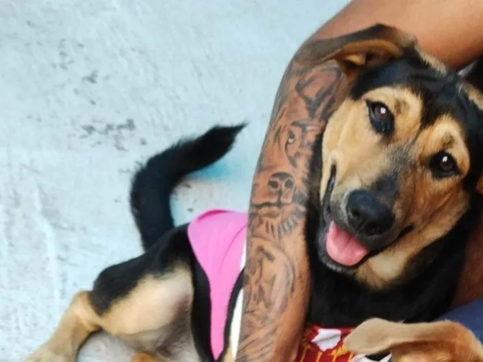 Cachorro ra a SRD-ViraLata idade 7 a 11 meses nome Fiona