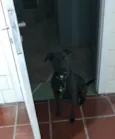 Negão