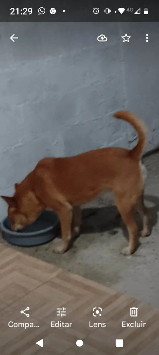 Cachorro ra a Mista com chauchau  idade 2 anos nome Moly