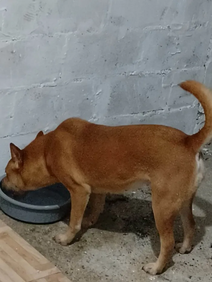 Cachorro ra a Mista com chauchau  idade 2 anos nome Moly