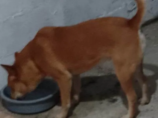 Cachorro ra a Mista com chauchau  idade 2 anos nome Moly