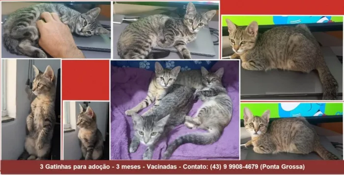 Gato ra a SRD-ViraLata idade 2 a 6 meses nome Jasmim