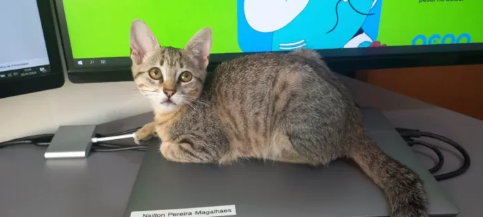 Gato ra a SRD-ViraLata idade 2 a 6 meses nome Mel