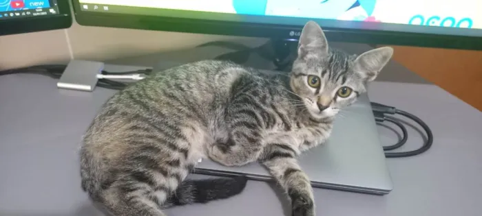 Gato ra a SRD-ViraLata idade 2 a 6 meses nome Fiona