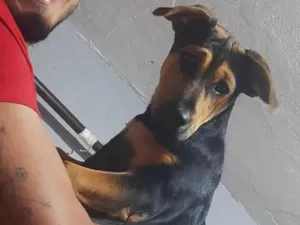 Cachorro raça SRD-ViraLata idade 7 a 11 meses nome Fiona