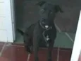 Negão