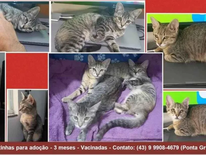 Gato ra a SRD-ViraLata idade 2 a 6 meses nome Jasmim