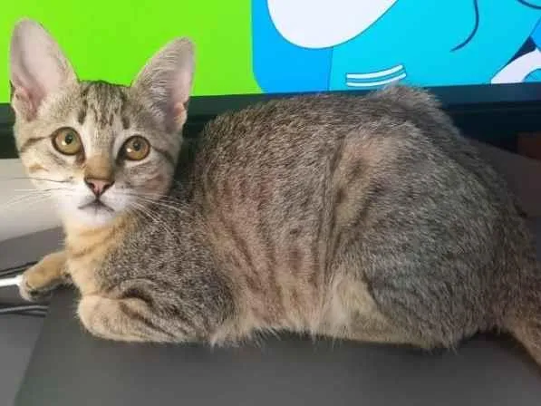Gato ra a SRD-ViraLata idade 2 a 6 meses nome Mel