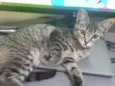 Fiona