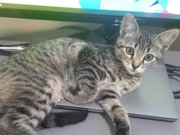 Gato ra a SRD-ViraLata idade 2 a 6 meses nome Fiona