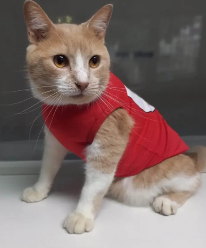 Gato ra a PCB idade 7 a 11 meses nome Luk