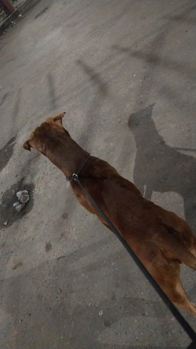 Cachorro raça Pit-Bull idade 1 ano nome Ragnar