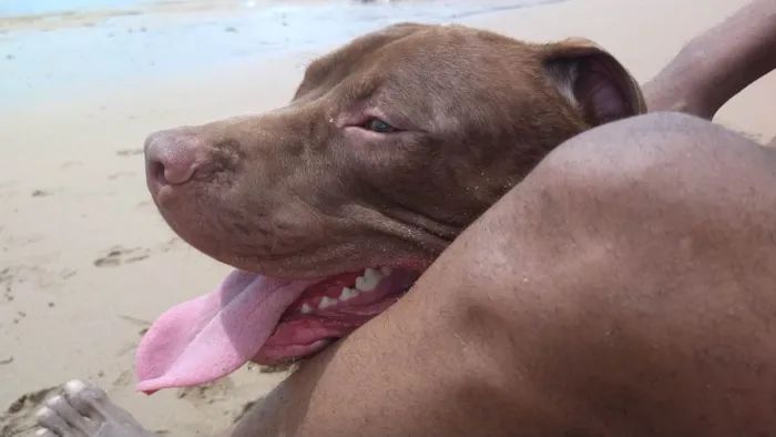 Cachorro raça Pit-Bull idade 1 ano nome Ragnar
