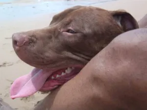 Cachorro raça Pit-Bull idade 1 ano nome Ragnar