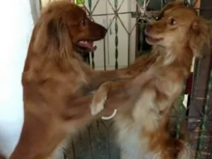 Cachorro raça Não definida idade 3 anos nome Bela