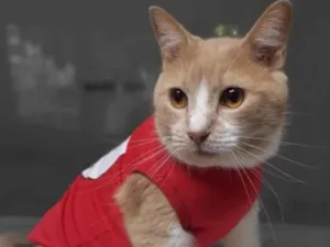 Gato raça PCB idade 7 a 11 meses nome Luk