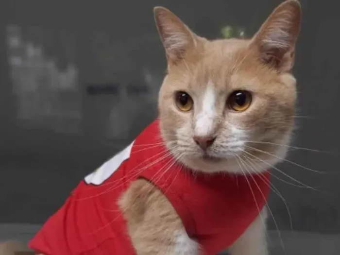 Gato ra a PCB idade 7 a 11 meses nome Luk