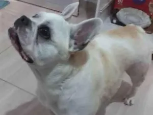 Cachorro raça Bulldog idade 2 anos nome Oto