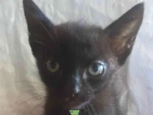 Gato raça Mestico  idade 2 a 6 meses nome Pietro 