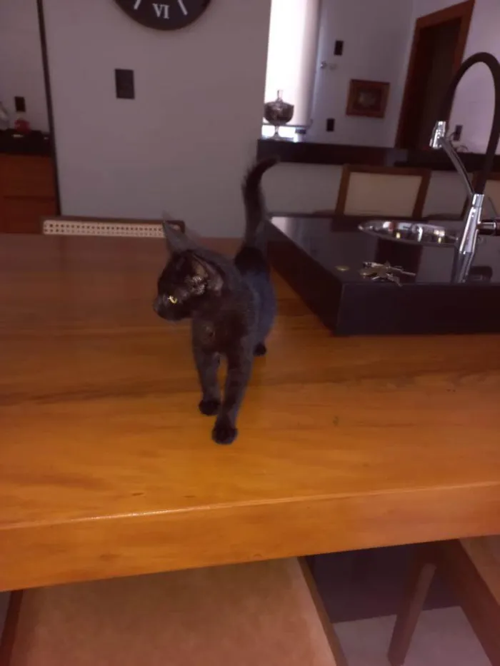 Gato raça SRD-ViraLata idade 2 a 6 meses nome Pandora