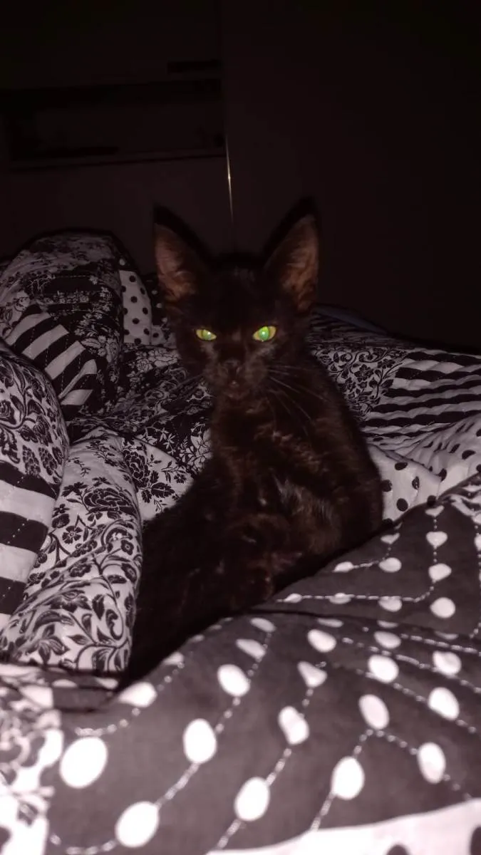 Gato raça SRD-ViraLata idade 2 a 6 meses nome Pandora