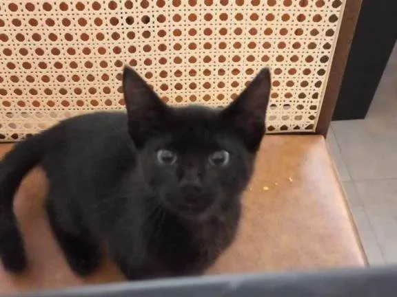 Gato raça SRD-ViraLata idade 2 a 6 meses nome Pandora