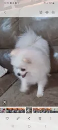 Léo 