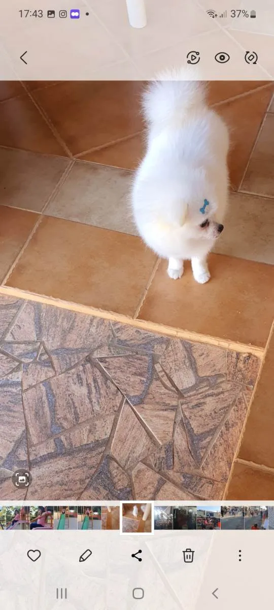 Cachorro ra a Lulu da pomerania  idade 1 ano nome Léo 