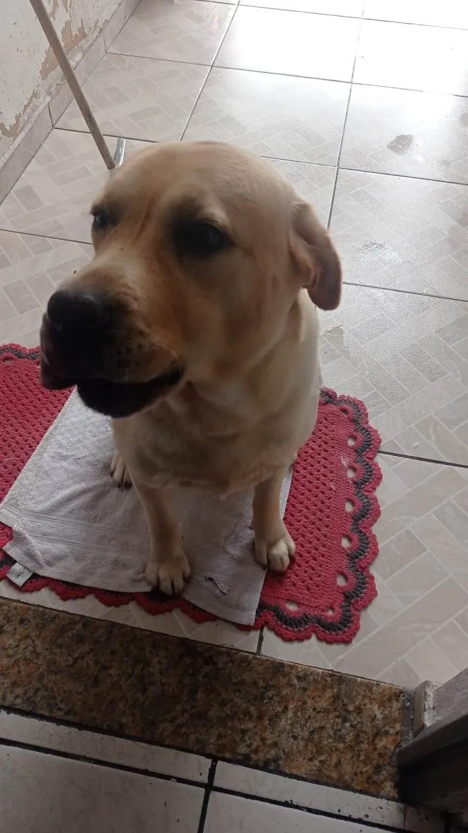 Cachorro ra a Lavrador  idade 5 anos nome Bruce 