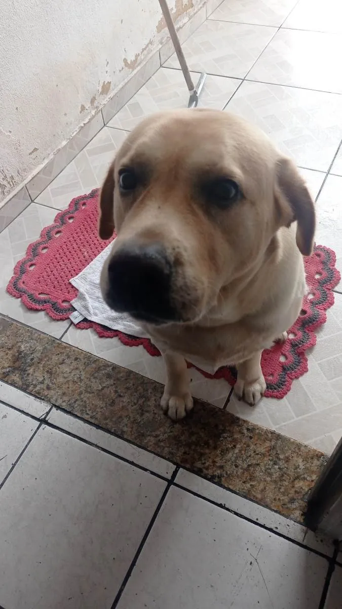 Cachorro ra a Lavrador  idade 5 anos nome Bruce 