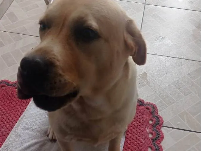 Cachorro ra a Lavrador  idade 5 anos nome Bruce 