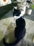 Gata