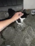 Gata