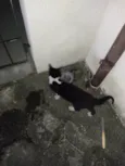 Gata